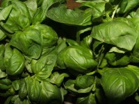 basilic