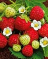 fraisiers